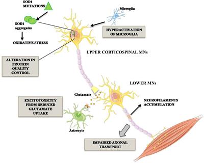 Differential Vulnerability of Oculomotor Versus Hypoglossal Nucleus During ALS: Involvement of PACAP